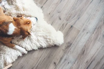 Family dog resting on scratch-resistant pet-proof flooring in an Oklahoma City home